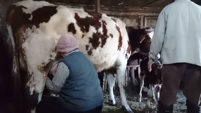 отел  и первая дойка моей нетели.