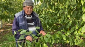 Саженцы черешни спящей почкой. Однолетние саженцы черешни и черешневый сад на подвое ВСЛ-2.