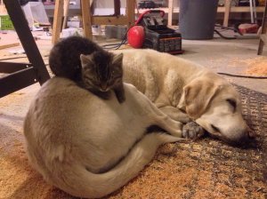 МИЛЫЕ КОТЫ И СОБАЧКИ 2022? ПРИКОЛЫ С ЖИВОТНЫМИ?ПОПРОБУЙ НЕ ЗАСМЕЯТЬСЯ САМЫЕ СМЕШНЫЕ КОТИКИ