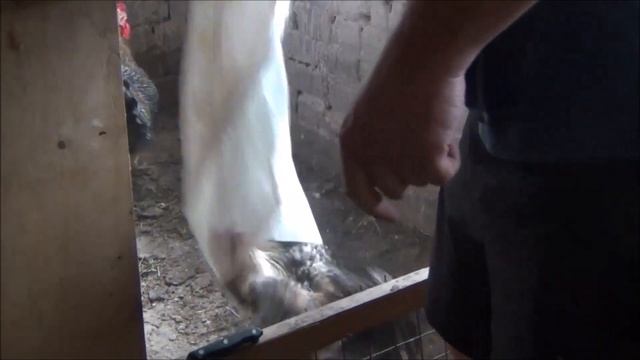 мастер грей и гриз бар что лучше? вес в 3 месяца живой и тушка смотреть онлайн