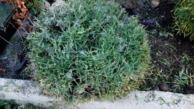 Стрижка ивы козьей, шаровидной и лаванды смотреть онлайн