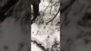 Алимкин и его лайки. Охота на медведя в Карелии