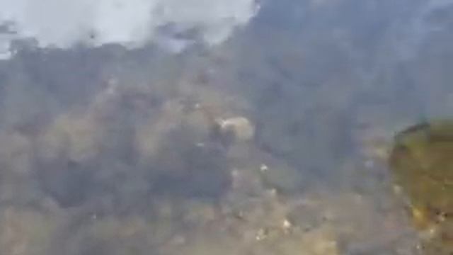 кваканье лягушек смотреть онлайн