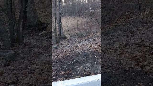 Лис на Центральной усадьбе Воронежского заповедника смотреть онлайн