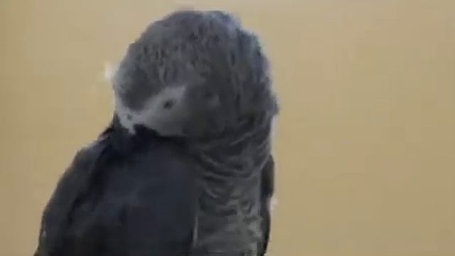 А во лбу звезда горит