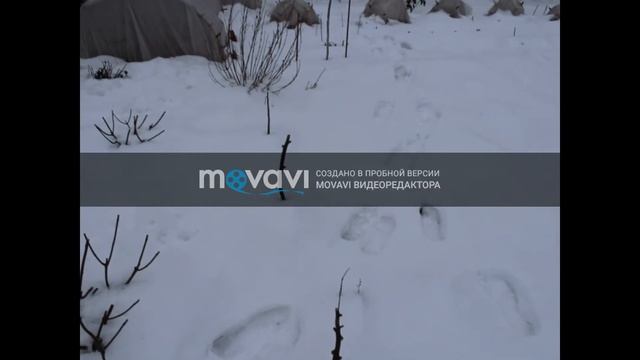 Зимовка гибискуса травянистого садового ( Курская область, январь 2020 год) смотреть онлайн