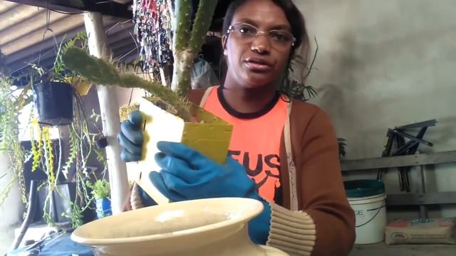 Novo vaso pra minha "Opuntia Monacantha Monstruosa"? смотреть онлайн