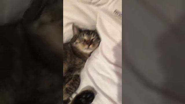 Великий Кусь