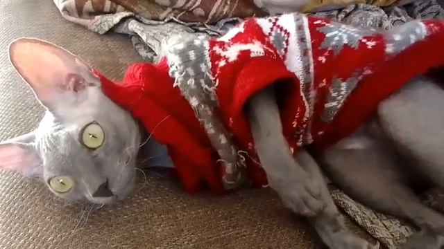 Интересно, что снилось коту Ферхату?/I wonder what the cat Ferhat dreamed about?#animals #sphynx смотреть онлайн