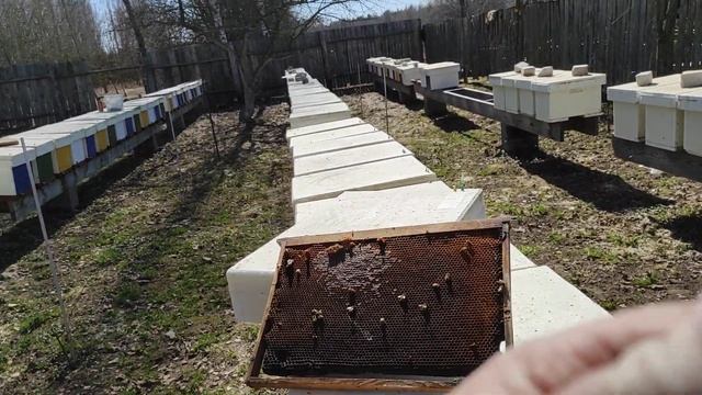Используем мед из старой суши для развития пчел весной. смотреть онлайн