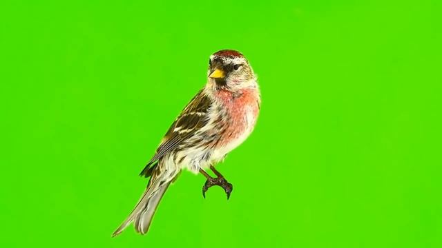 Чечётка на хромакее (Для свободного пользования) смотреть онлайн