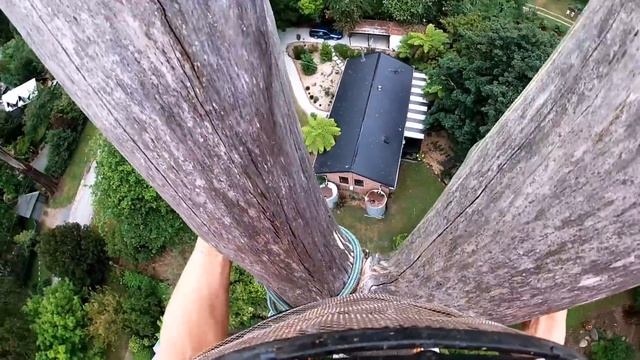 Big dead tree removal смотреть онлайн