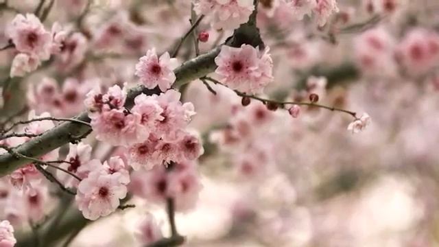 Сакура релакс. Красивая музыка для расслабления и медитации смотреть онлайн
