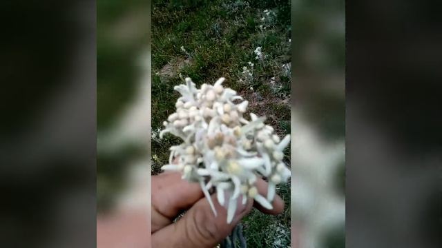 Кыргызстан. Кочкор ороону. Эдельвейс! 2017. смотреть онлайн