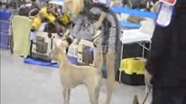 "Russia-2011" First Klub Show Thai Ridgeback Dog - males puppy смотреть онлайн