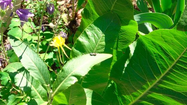 Пчелы, шмели и мухи-журчалки на цветах, бабочка в плену 10 июня 2023 г смотреть онлайн