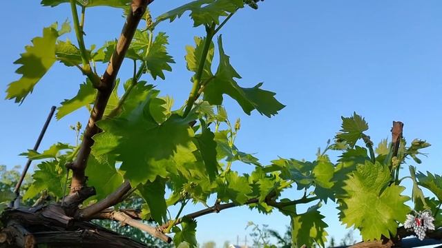 Лучшее средство для борьбы с виноградным клещом (Зуднем)! смотреть онлайн