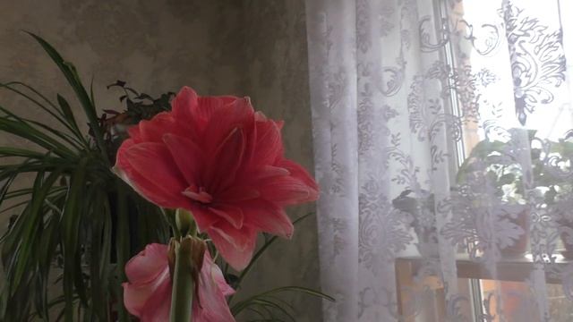 Гиппеаструм Дабл Дрим. Магазинное цветение. Нежное красивое цветение смотреть онлайн
