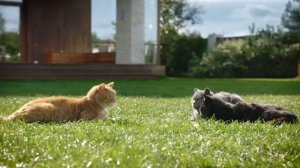 Зеленая весна вдали серия 02 [озвучка Softbox]