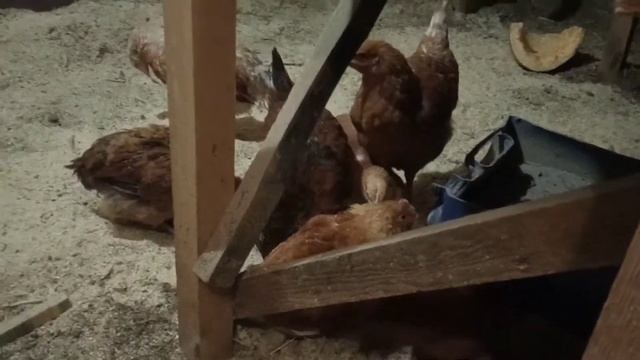 Готовим курятник к зиме ч.2 смотреть онлайн