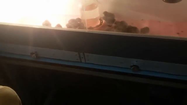 Брудер из обувной тумбочки))Перепела 2 сутки смотреть онлайн