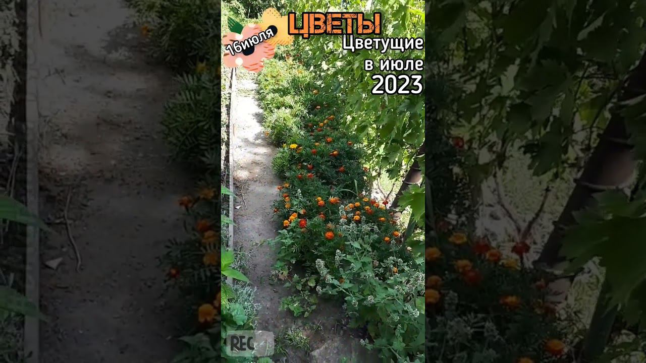 Лилейник, Бархатцы или Тагетис, Мальва  #Цветы цветущие в середине лета Часть 2-ая 16 июля смотреть онлайн