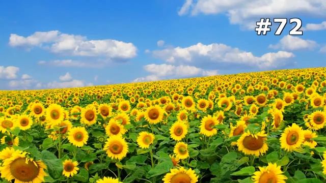 #72. Цветы и растения - самые яркие цветы смотреть онлайн