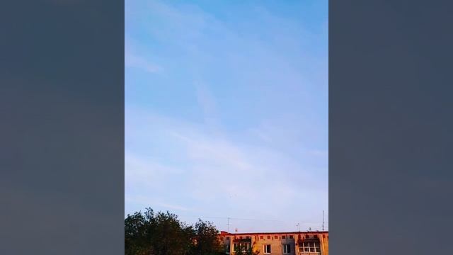 Птица стриж в замедленной съёмке / птицы стрижи / стрижи / #стриж #стрижи смотреть онлайн