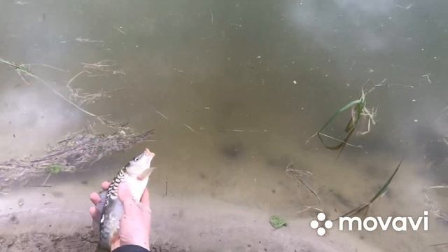 Ставок на хуторі в селі.Ловлю карпів просто на хліб один за одним. смотреть онлайн