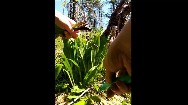 Черемша. Как растет черемша. Сбор черемши. Клещ краснотелка.