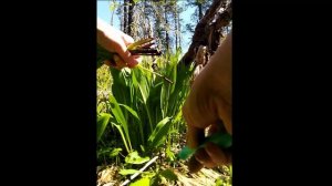 Черемша. Как растет черемша. Сбор черемши. Клещ краснотелка.