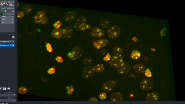 Big Stitcher Viewer in Napari смотреть онлайн