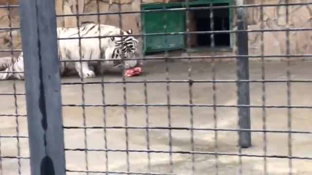 Грозный папа Хасан и малышня смотреть онлайн