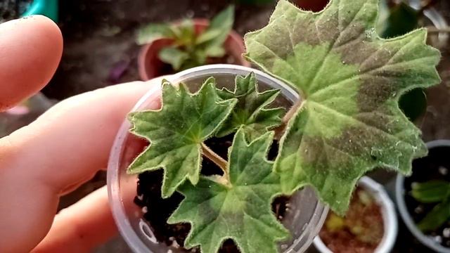 Как ведёт себя замиокулькас после пересадки. И смотрим череночки. смотреть онлайн