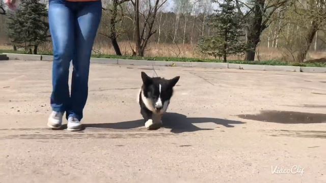 Cardiganium Largo Winch Вельш корги кардиган /welsh corgi cardigan, male смотреть онлайн