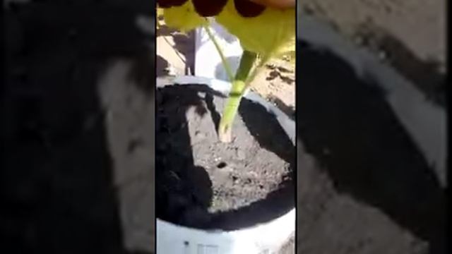 Саженцы Павловнии. Сорт созданный под климат Поволжья смотреть онлайн