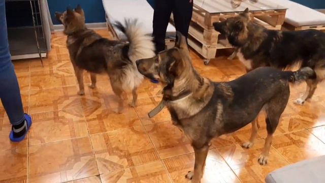 Мои будни домохозяйки! Сегодня я пришла в песокафе" Рыжий пес"! г.Уфа ул.Пр.Октября 114/1. смотреть онлайн