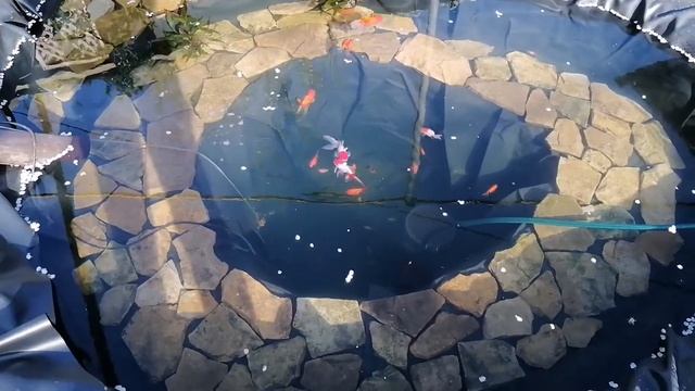 Пруд принял своих жителей. Золотые рыбки в пруду. смотреть онлайн