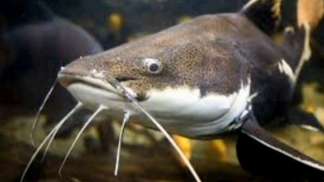 ОБЫКНОВЕННЫЙ СОМ. смотреть онлайн