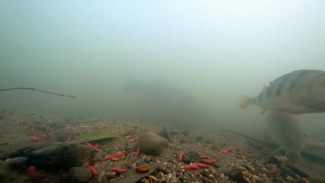 AWESOME Underwater VIEWS As FISH REACT To Red Maggots & Casters In Very Cold Water смотреть онлайн