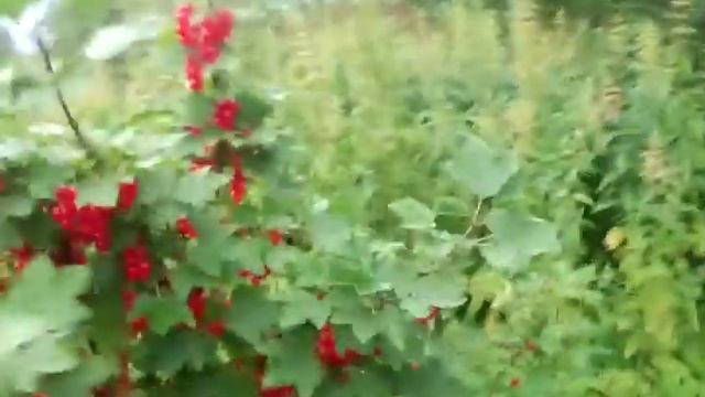 Соседи,смородина поспела. смотреть онлайн