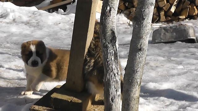 Щенок алабая и кошка Маруся www.alabay-voin.ru смотреть онлайн