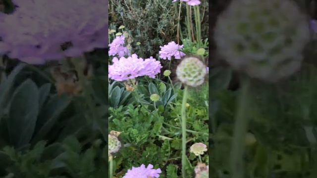 Scabiosa