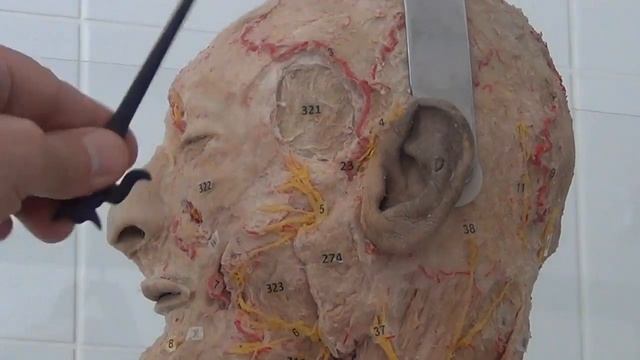 Тройничный нерв и лицевой нерв на сосудисто нервном препарате) смотреть онлайн