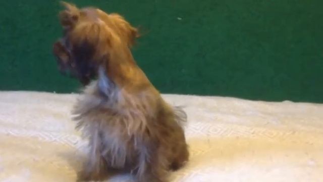 Миниатюрная девочка тигрового окраса, возраст 4 месяца. смотреть онлайн