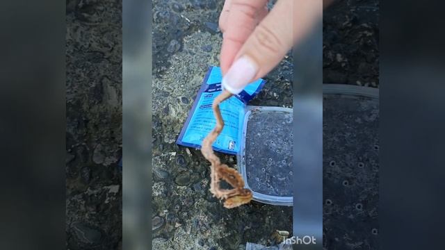 Наживка для барабульки. Рыбалка в Абхазии смотреть онлайн