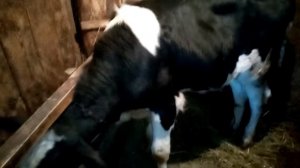 У бычка на ноге опухоль