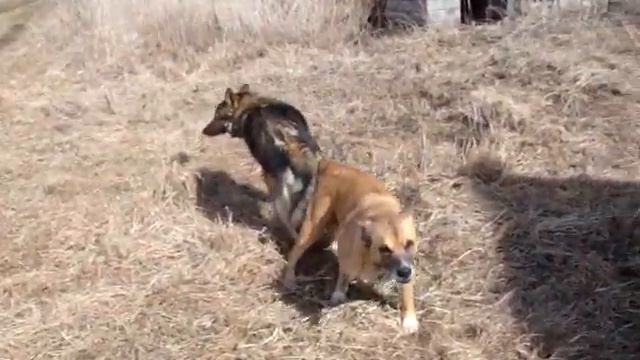 собаки трахаются...разогнал их