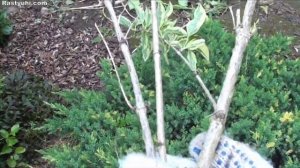 Обрезка вейгелы.