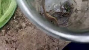 Как ухаживать за ящерицами?